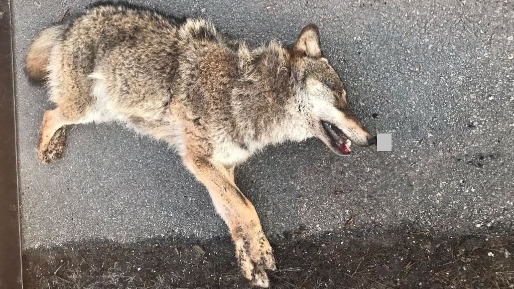 Na Šumavě srazilo auto vlka